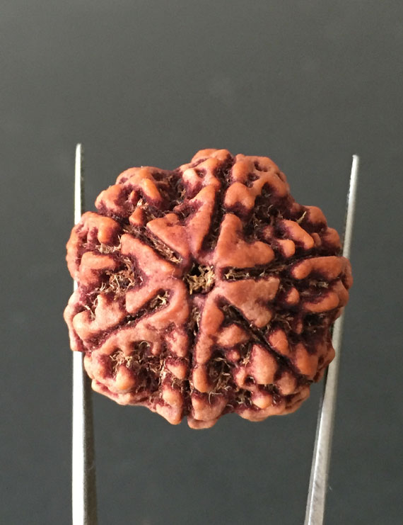 6 Mukhi Nepali Certified Rudraksha Size- 26mm